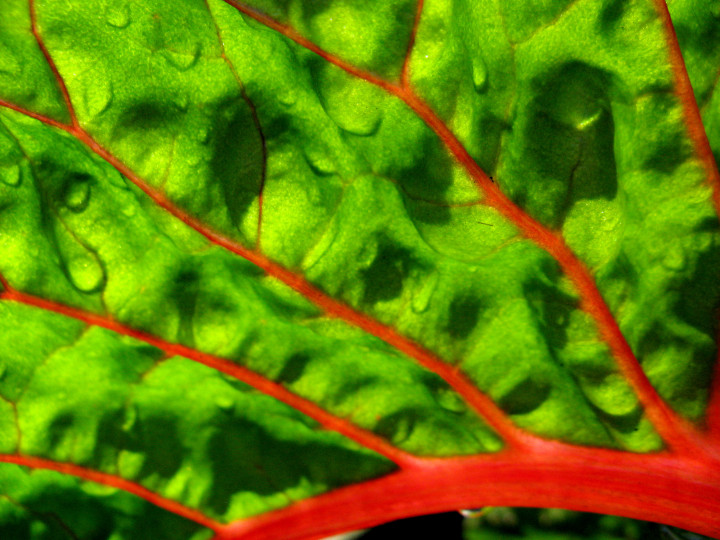 03 Passion Veggie 3, Vancouver, B.C. Canada 2012