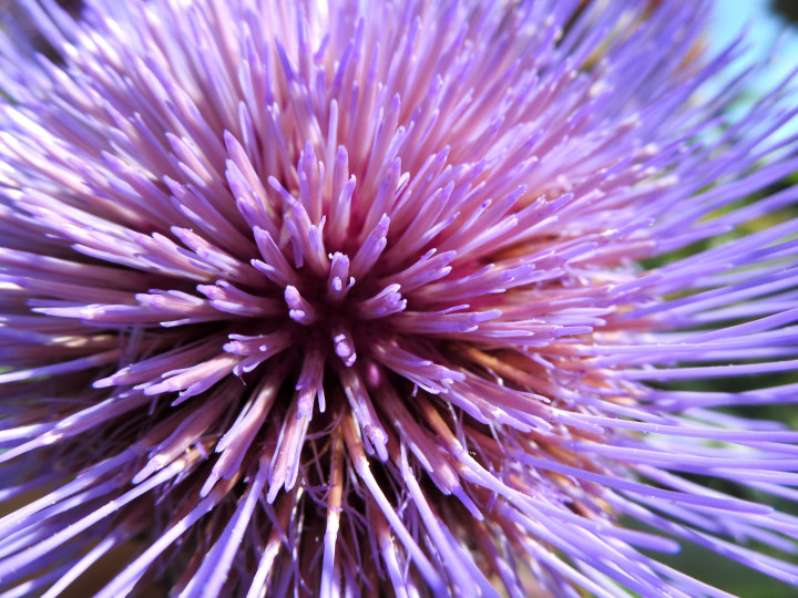 04 Purp! 4, Vancouver BC, 2012