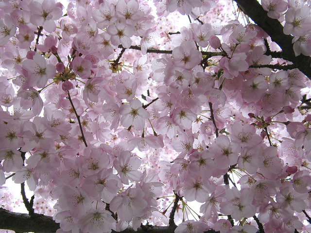 Cherry blossoms for poem