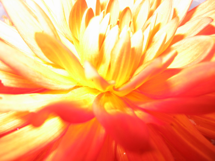 Flower daylea flash