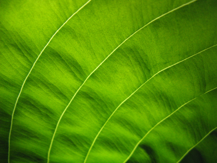 Green Pathways 3 Vancouver  BC June 2009