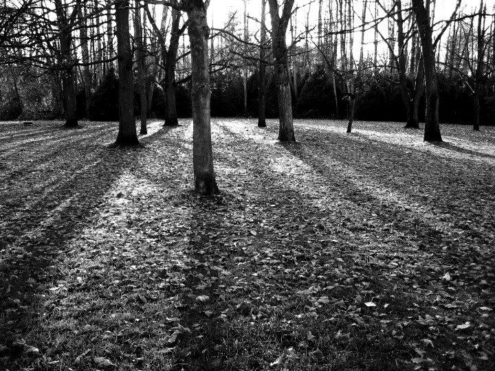 Jerico Beach trees 2005 B&W