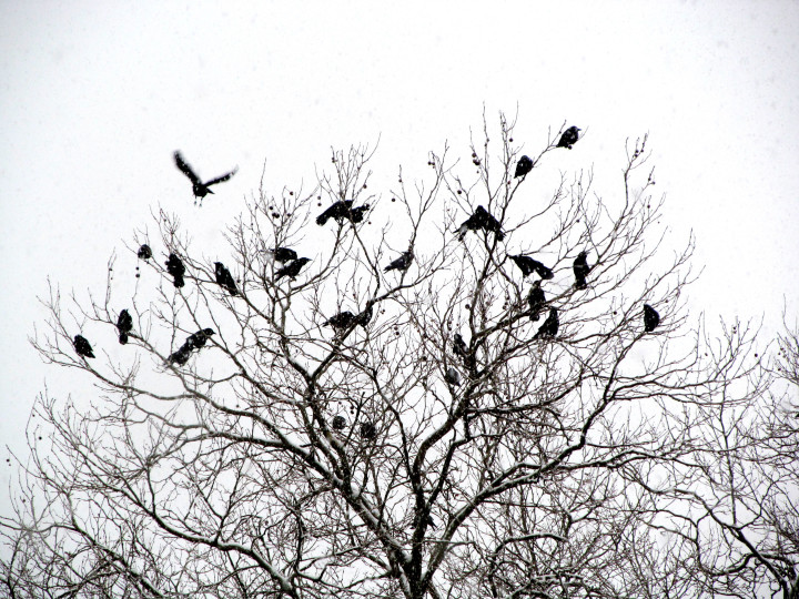 2016 Snow Crows  01