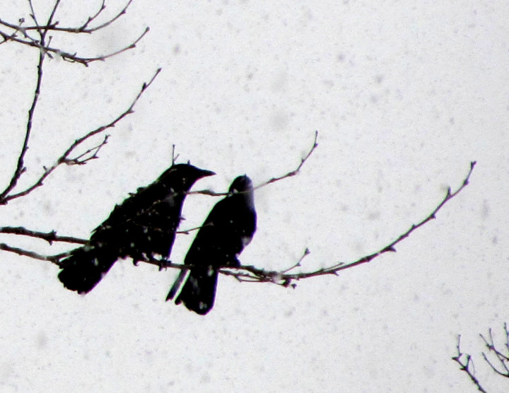 2016 Snow Crows 04