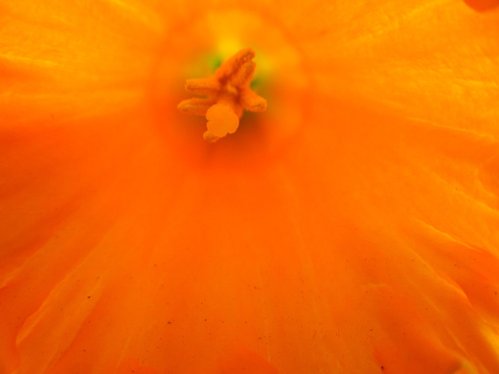 02 Intimate Daffodil 2