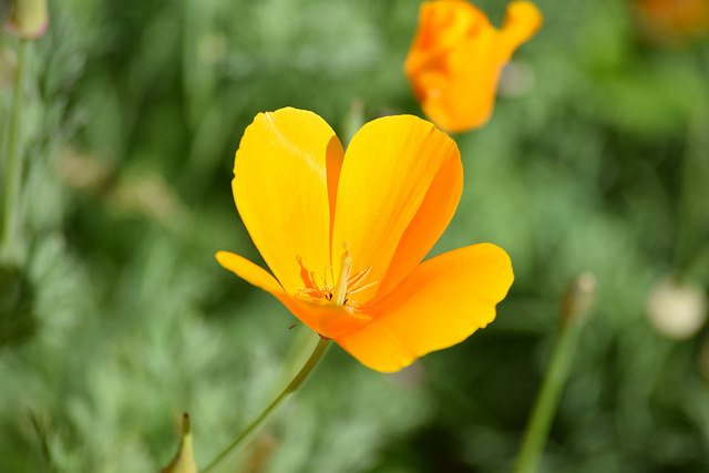 Ecovillage Flower