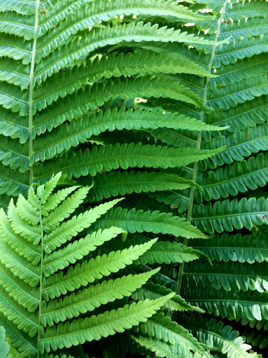 Fronds 04