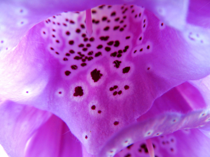 Foxglove Prints 01