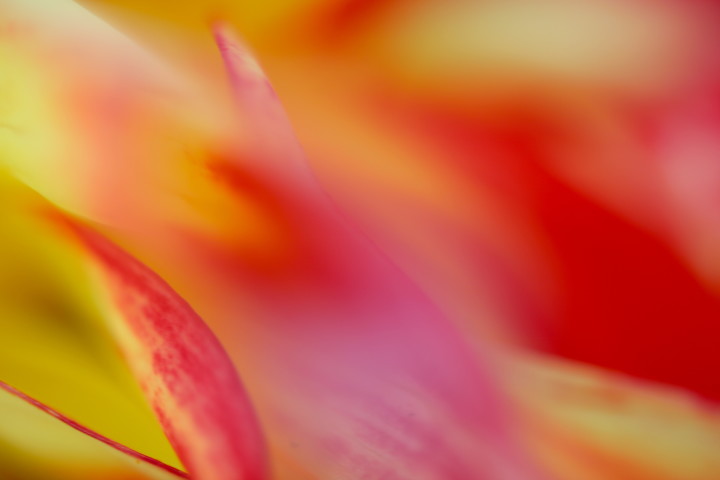 01 Abstract Dahlia 1