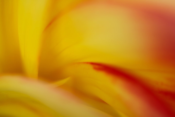 02 Abstract Dahlia 2