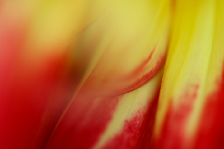 04 Abstract Dahlia 4