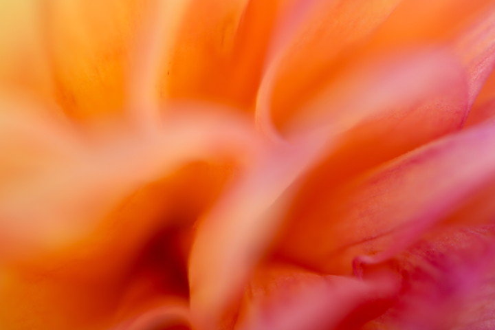01 Petal-play 1