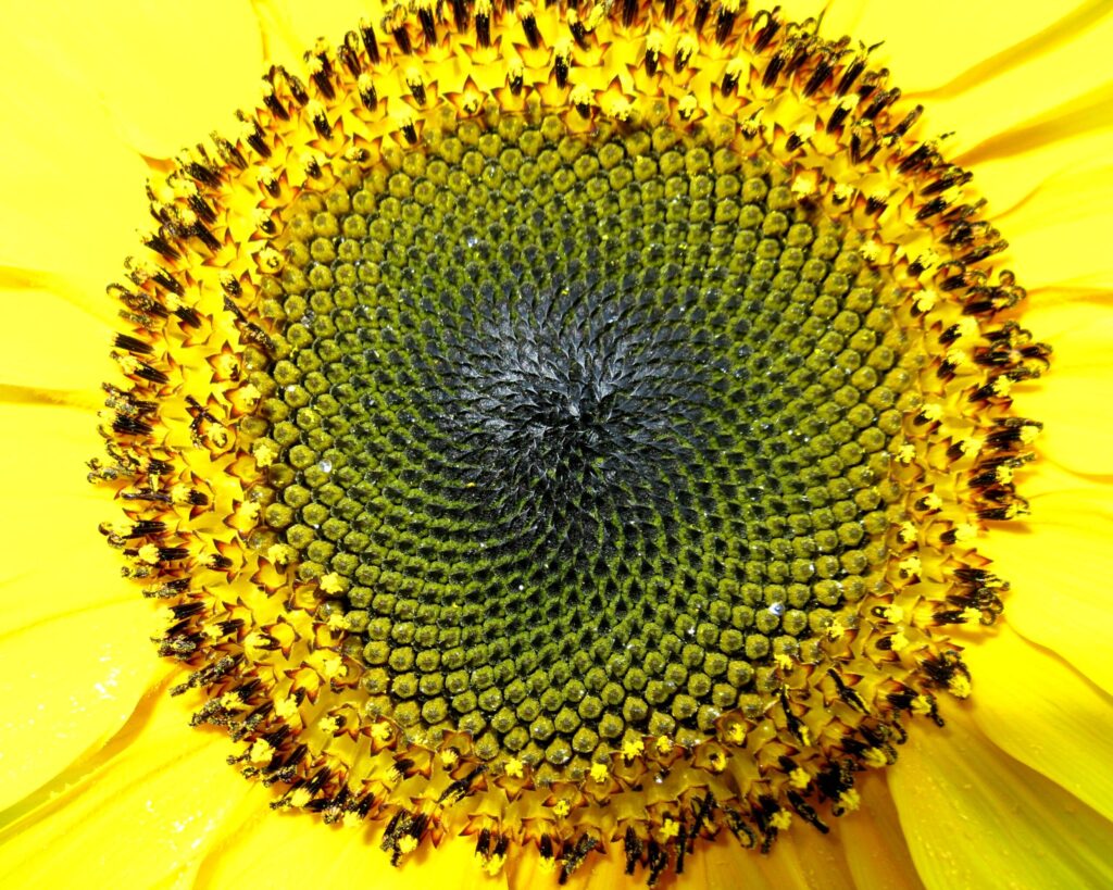 A close up view of a sunflower