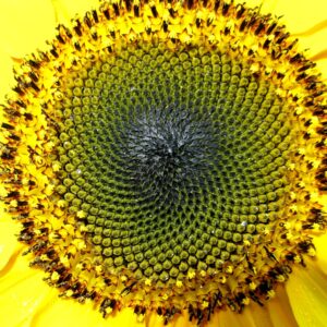 A close up view of a sunflower