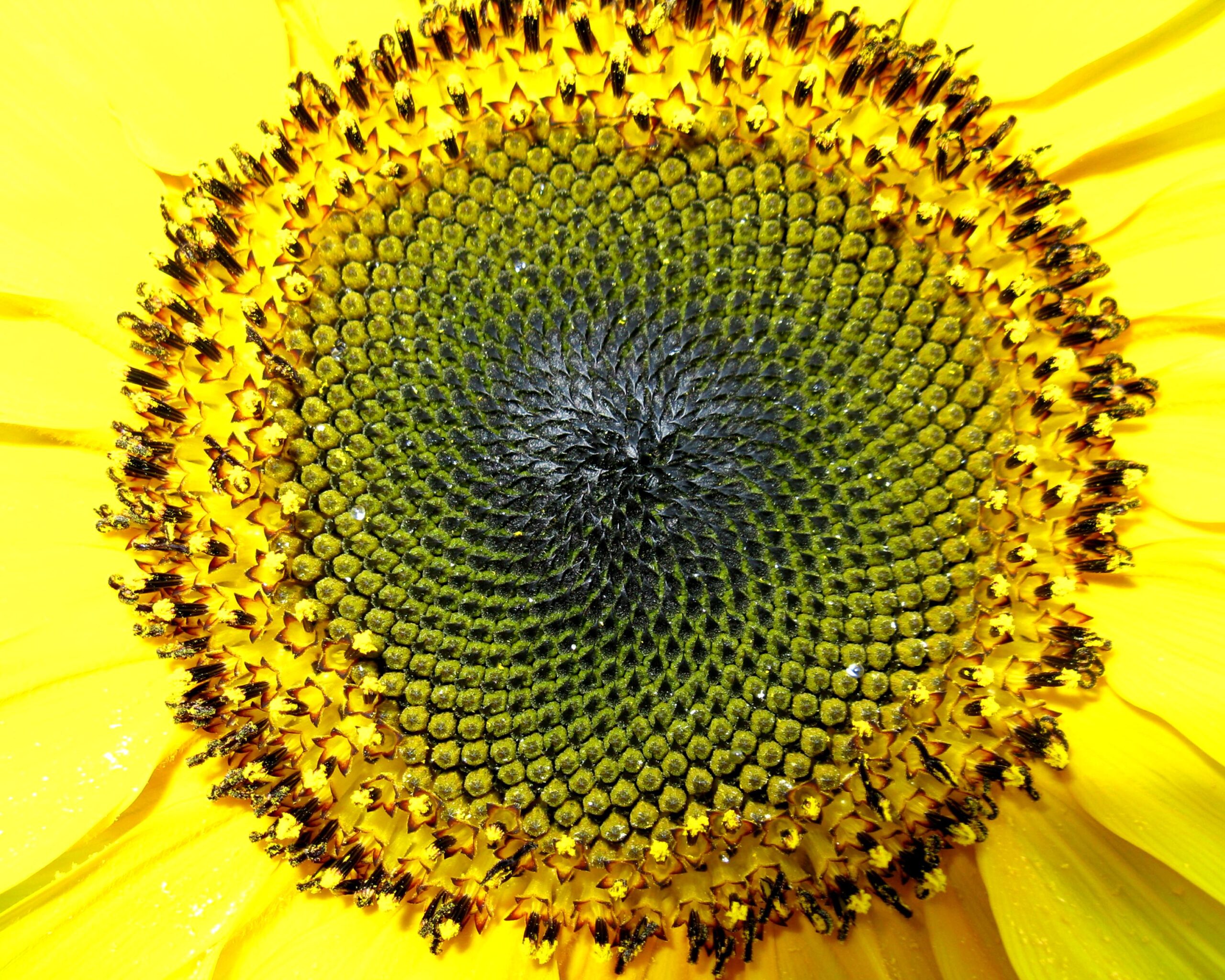 A close up view of a sunflower