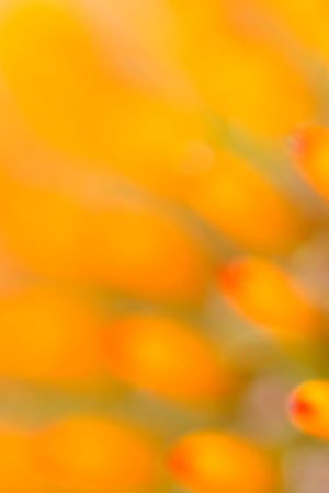 01-Echina-zone-1-720x581