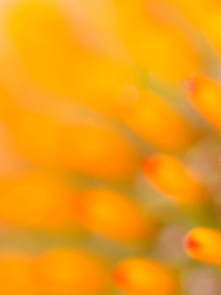 01-Echina-zone-1-720x581