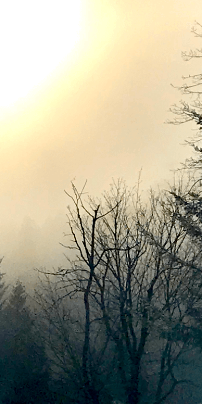 51815361294_611cb82632_o_resized