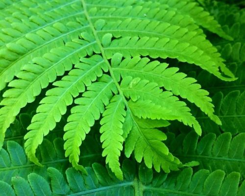 Fronds 02_resized_cropped