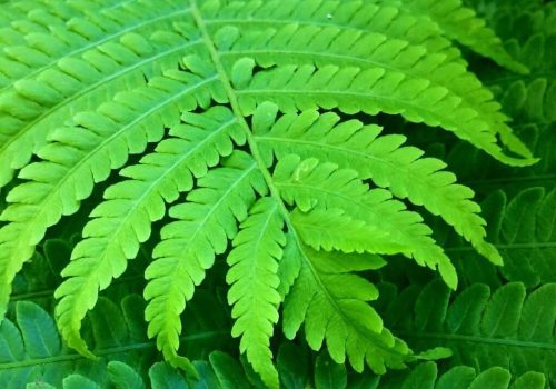 Fronds 02_resized_cropped2